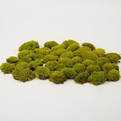 Preserved Pole Moss Pillow Bun Cushion Natural Green Decorative Real Natural Green DIY Kit Terrariums Gardenning Art Wall Decor Florist Decor Easter Table Wedding(1.5 sq.ft, Green-B)