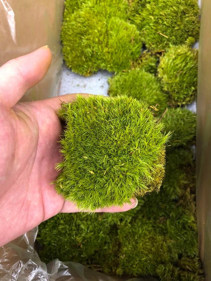 Preserved Pole Moss Pillow Bun Cushion Natural Green Decorative Real Natural Green DIY Kit Terrariums Gardenning Art Wall Decor Florist Decor Easter Table Wedding(1.5 sq.ft, Green-B)