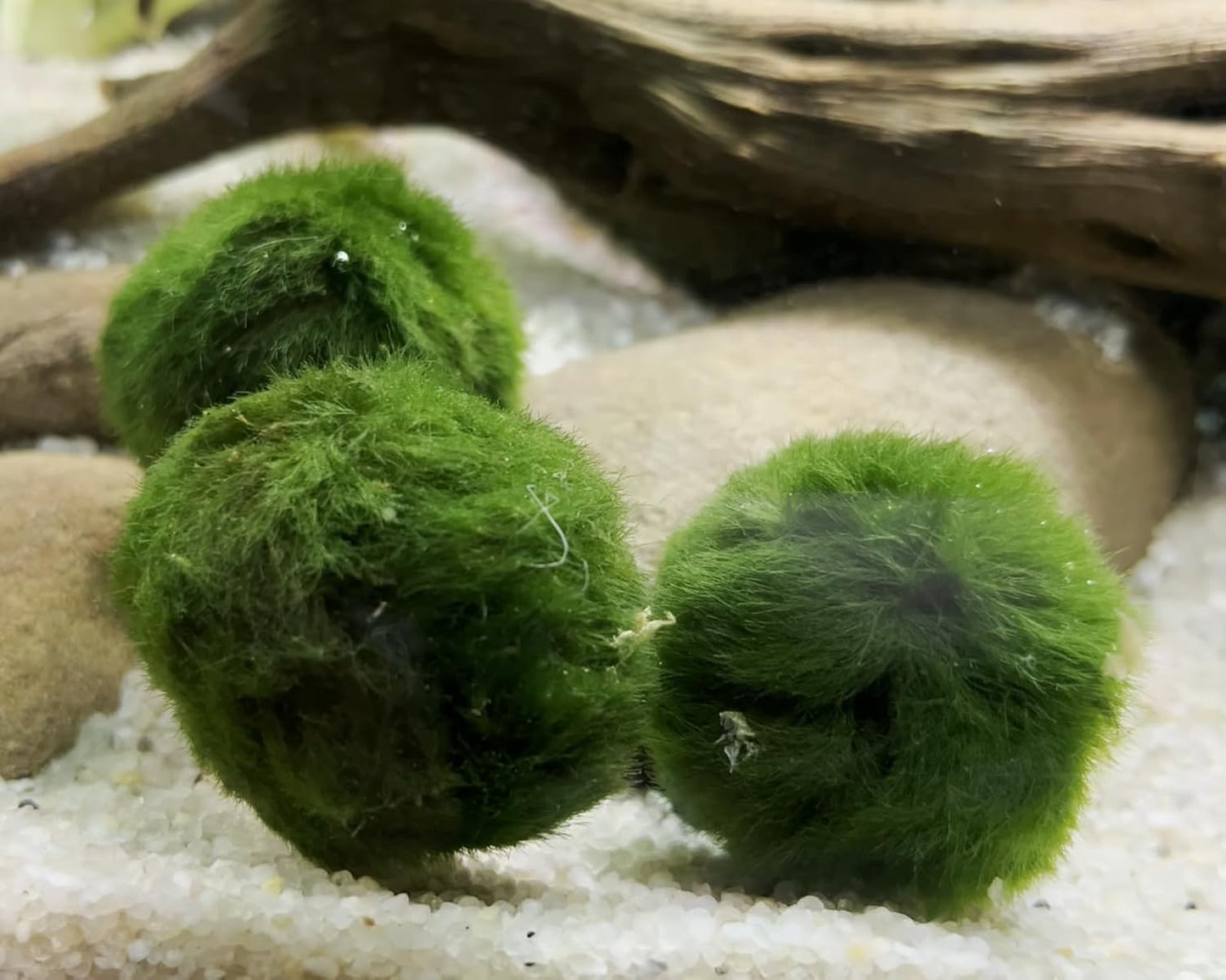 2 Large Live Moss Pebbles Balls for Aquarium, Fish Tank Decoration Plants Green Algae Spheres 1.3"-1.5" 2 Pack