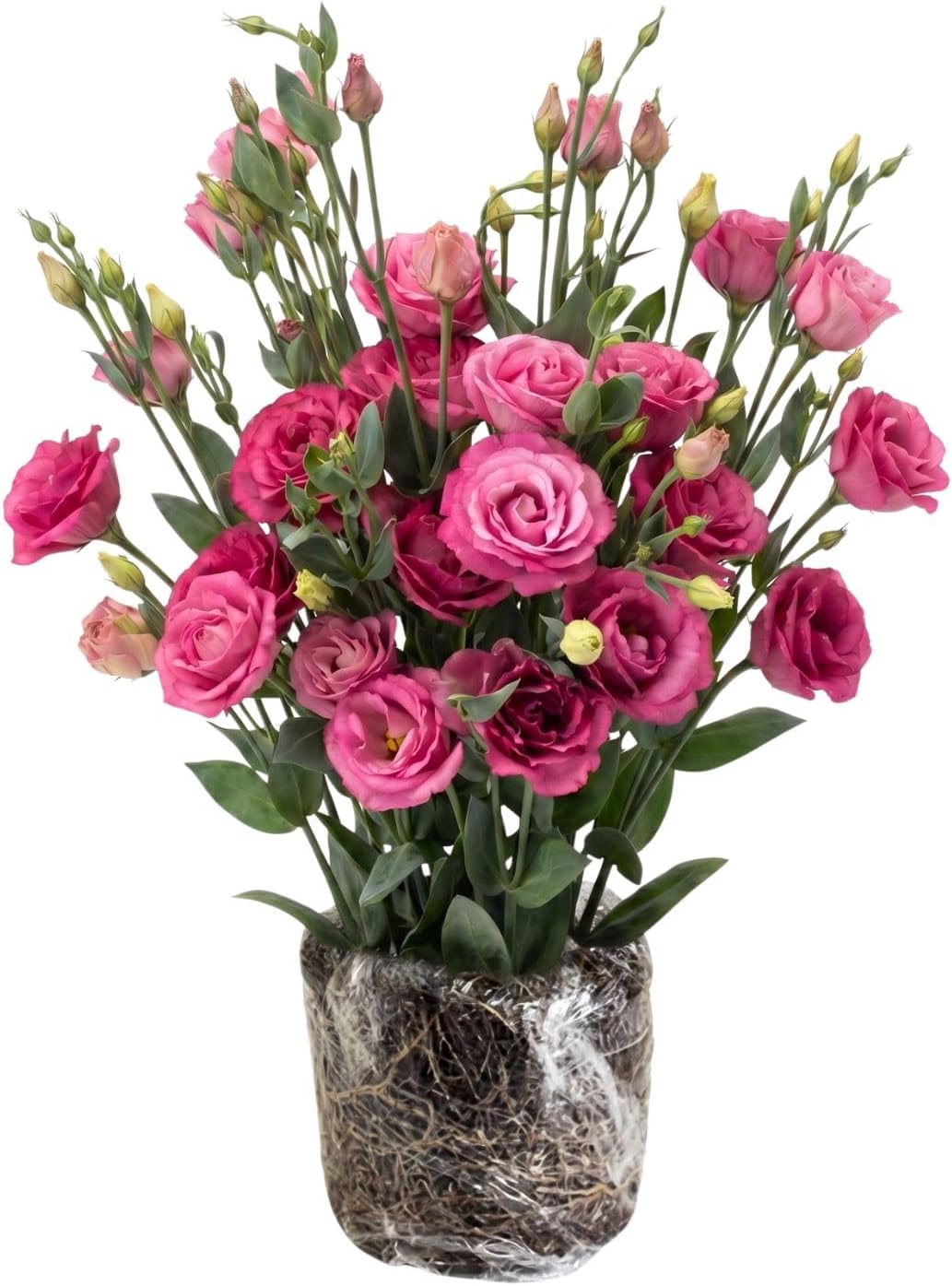 Deep Pink Lisianthus Live Plant 3-5" Tall, Eustoma Lisianthus Flowers Plant, Pink Blooming Flower for Outdoor and Indoor Growing, No Pot