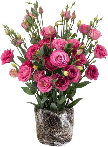 Deep Pink Lisianthus Live Plant 3-5" Tall, Eustoma Lisianthus Flowers Plant, Pink Blooming Flower for Outdoor and Indoor Growing, No Pot