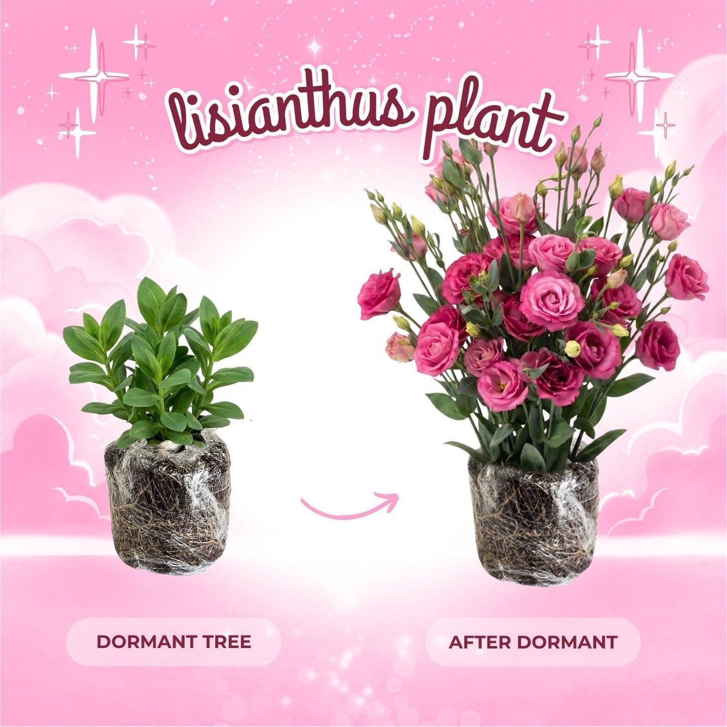 Deep Pink Lisianthus Live Plant 3-5" Tall, Eustoma Lisianthus Flowers Plant, Pink Blooming Flower for Outdoor and Indoor Growing, No Pot