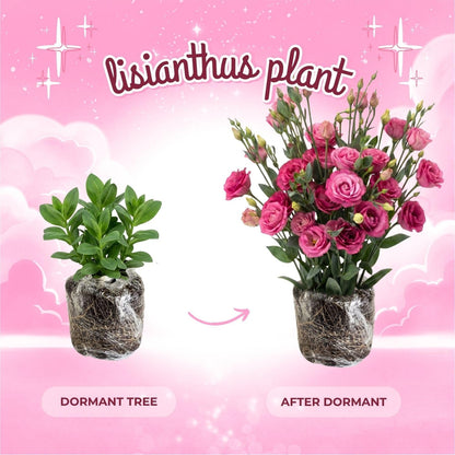 Deep Pink Lisianthus Live Plant 3-5" Tall, Eustoma Lisianthus Flowers Plant, Pink Blooming Flower for Outdoor and Indoor Growing, No Pot