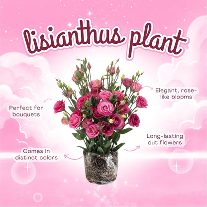 Deep Pink Lisianthus Live Plant 3-5" Tall, Eustoma Lisianthus Flowers Plant, Pink Blooming Flower for Outdoor and Indoor Growing, No Pot