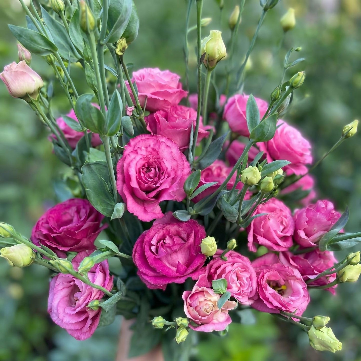 Deep Pink Lisianthus Live Plant 3-5" Tall, Eustoma Lisianthus Flowers Plant, Pink Blooming Flower for Outdoor and Indoor Growing, No Pot