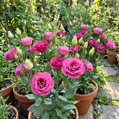 Deep Pink Lisianthus Live Plant 3-5" Tall, Eustoma Lisianthus Flowers Plant, Pink Blooming Flower for Outdoor and Indoor Growing, No Pot