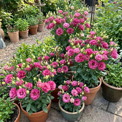 Deep Pink Lisianthus Live Plant 3-5" Tall, Eustoma Lisianthus Flowers Plant, Pink Blooming Flower for Outdoor and Indoor Growing, No Pot