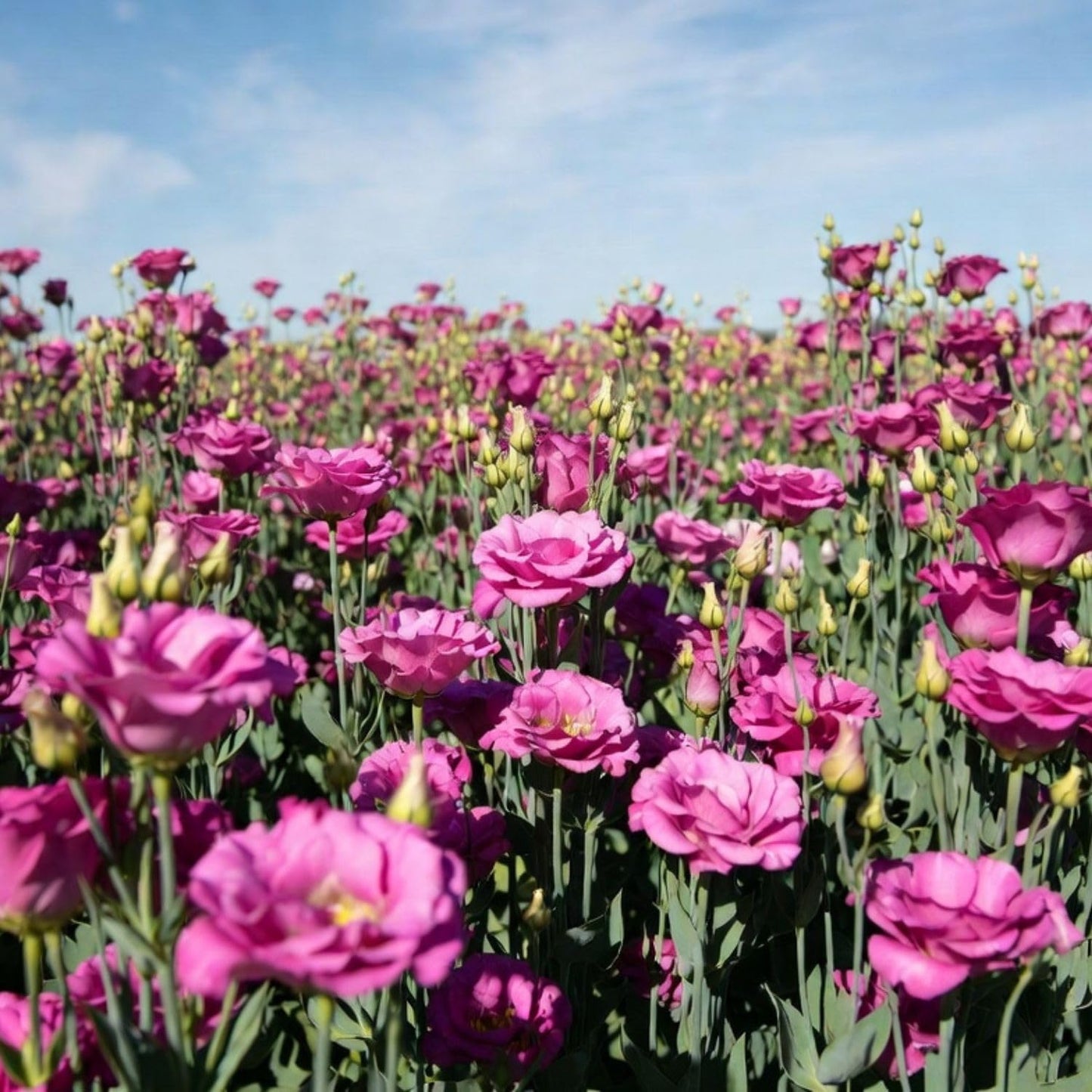 Deep Pink Lisianthus Live Plant 3-5" Tall, Eustoma Lisianthus Flowers Plant, Pink Blooming Flower for Outdoor and Indoor Growing, No Pot