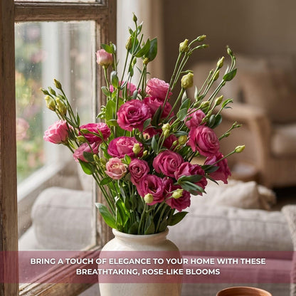 Deep Pink Lisianthus Live Plant 3-5" Tall, Eustoma Lisianthus Flowers Plant, Pink Blooming Flower for Outdoor and Indoor Growing, No Pot