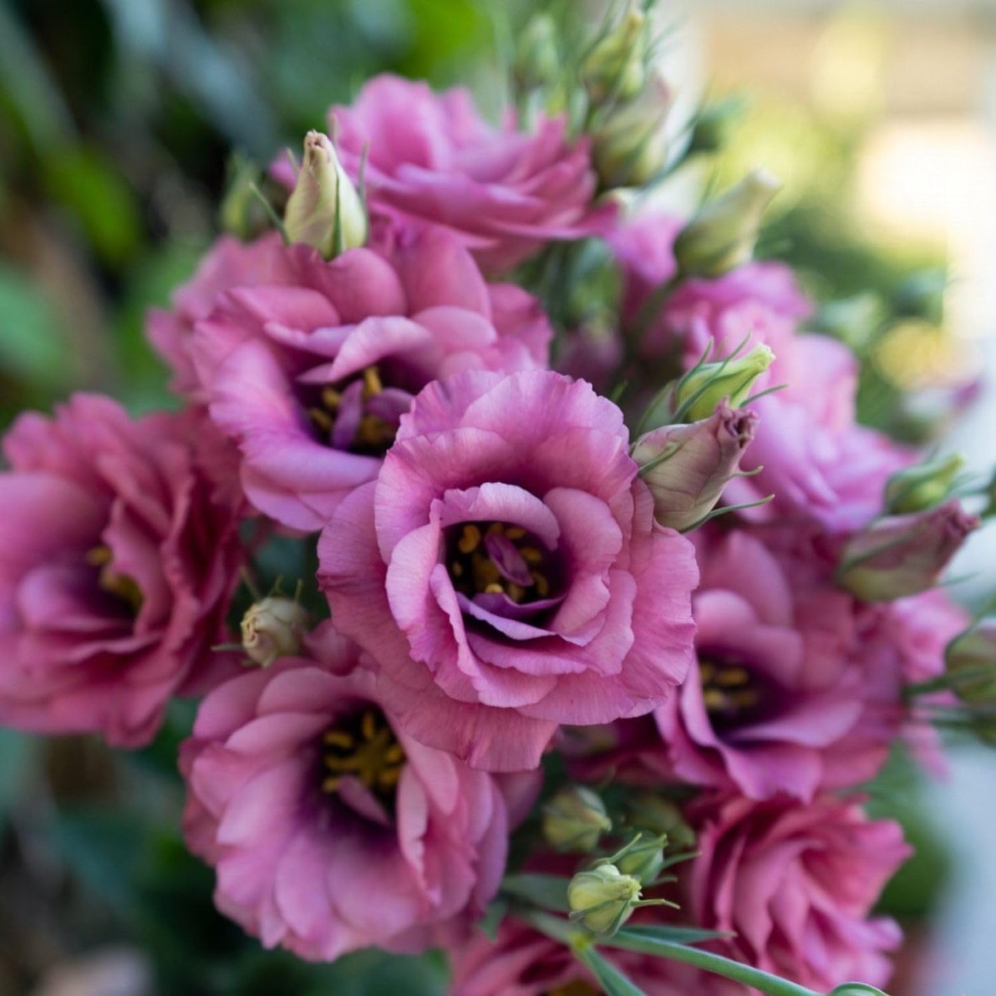 Deep Pink Lisianthus Live Plant 3-5" Tall, Eustoma Lisianthus Flowers Plant, Pink Blooming Flower for Outdoor and Indoor Growing, No Pot