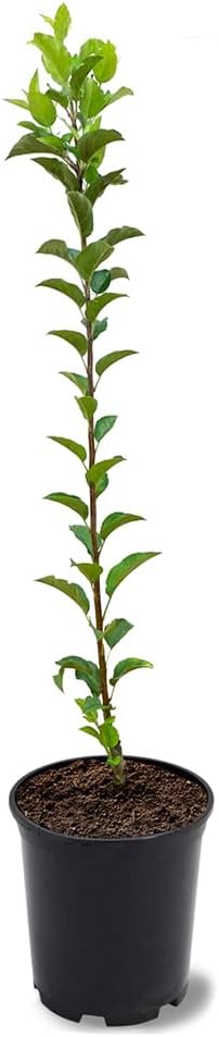 Gala Apple Tree, Deciduous, Early Harvest, Moderately Sized, 1 gal Nursery Pot, 2-3 ft. Tree Height (Due to Agricultural Laws, we Cannot Ship to CA, AZ, AK, or HI)