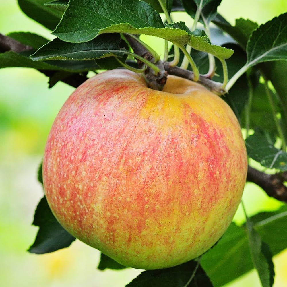 Gala Apple Tree, Deciduous, Early Harvest, Moderately Sized, 1 gal Nursery Pot, 2-3 ft. Tree Height (Due to Agricultural Laws, we Cannot Ship to CA, AZ, AK, or HI)