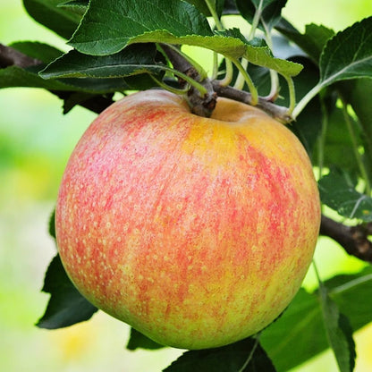 Gala Apple Tree, Deciduous, Early Harvest, Moderately Sized, 1 gal Nursery Pot, 2-3 ft. Tree Height (Due to Agricultural Laws, we Cannot Ship to CA, AZ, AK, or HI)