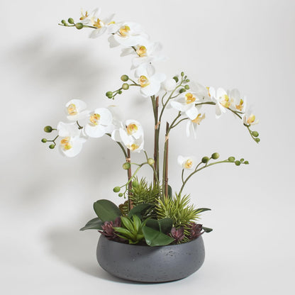 Faux Orchid Plant w/Succulents, 24 in, Grey, Home Decor