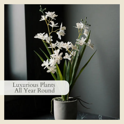 Faux Orchid Plant w/Succulents, 24 in, Grey, Home Decor