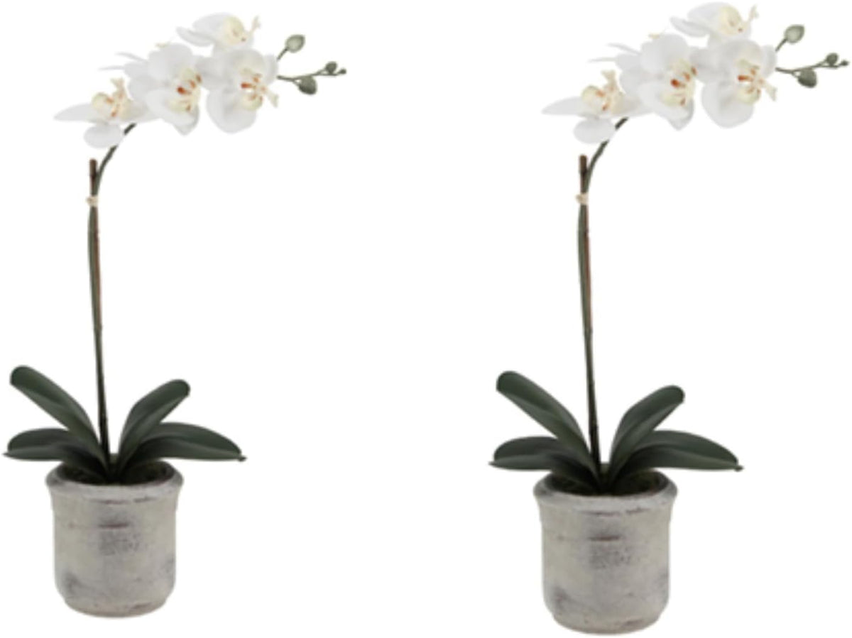 Faux Orchid Plant w/Succulents, 24 in, Grey, Home Decor