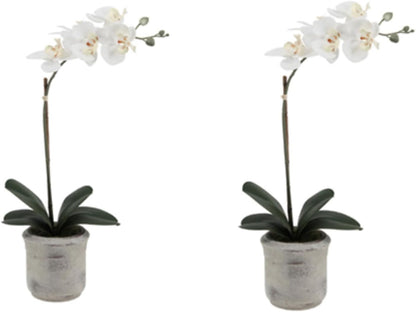 Faux Orchid Plant w/Succulents, 24 in, Grey, Home Decor
