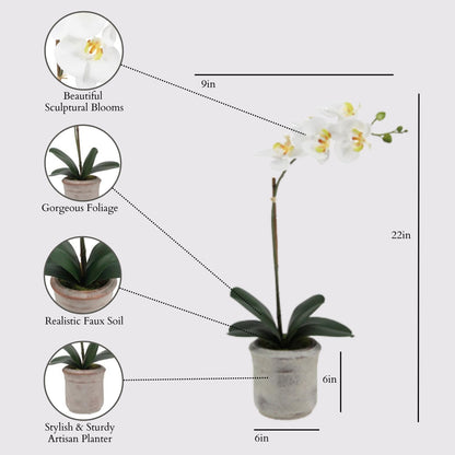 Faux Orchid Plant w/Succulents, 24 in, Grey, Home Decor