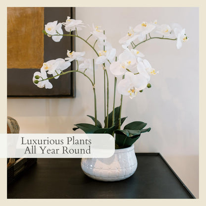 Faux Orchid Plant w/Succulents, 24 in, Grey, Home Decor