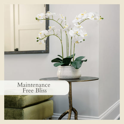 Faux Orchid Plant w/Succulents, 24 in, Grey, Home Decor