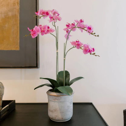 Faux Orchid Plant w/Succulents, 24 in, Grey, Home Decor