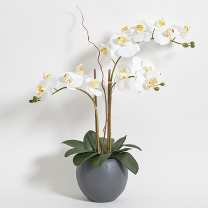 Faux Orchid Plant w/Succulents, 24 in, Grey, Home Decor