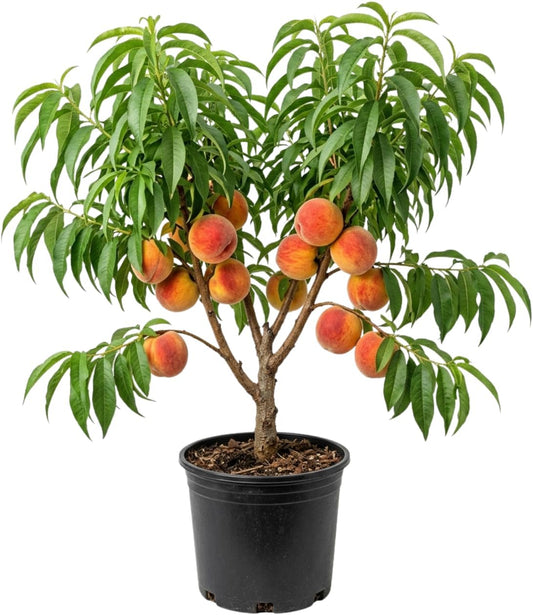Peach Live Plant, Grafted Peach Plant 1 Feet Tall, Fruit Tree Well-Rooted for Planting (Golden Yellow)