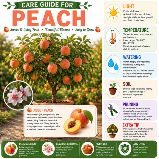 Peach Live Plant, Grafted Peach Plant 1 Feet Tall, Fruit Tree Well-Rooted for Planting (Golden Yellow)