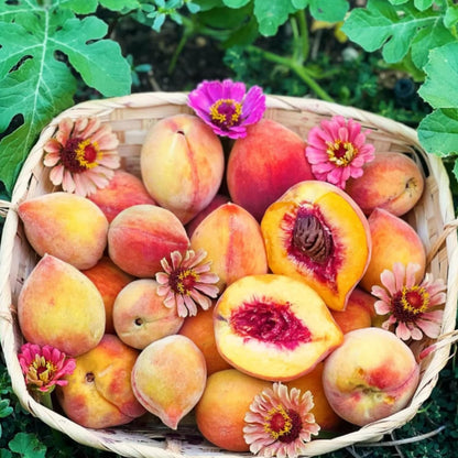 Peach Live Plant, Grafted Peach Plant 1 Feet Tall, Fruit Tree Well-Rooted for Planting (Golden Yellow)