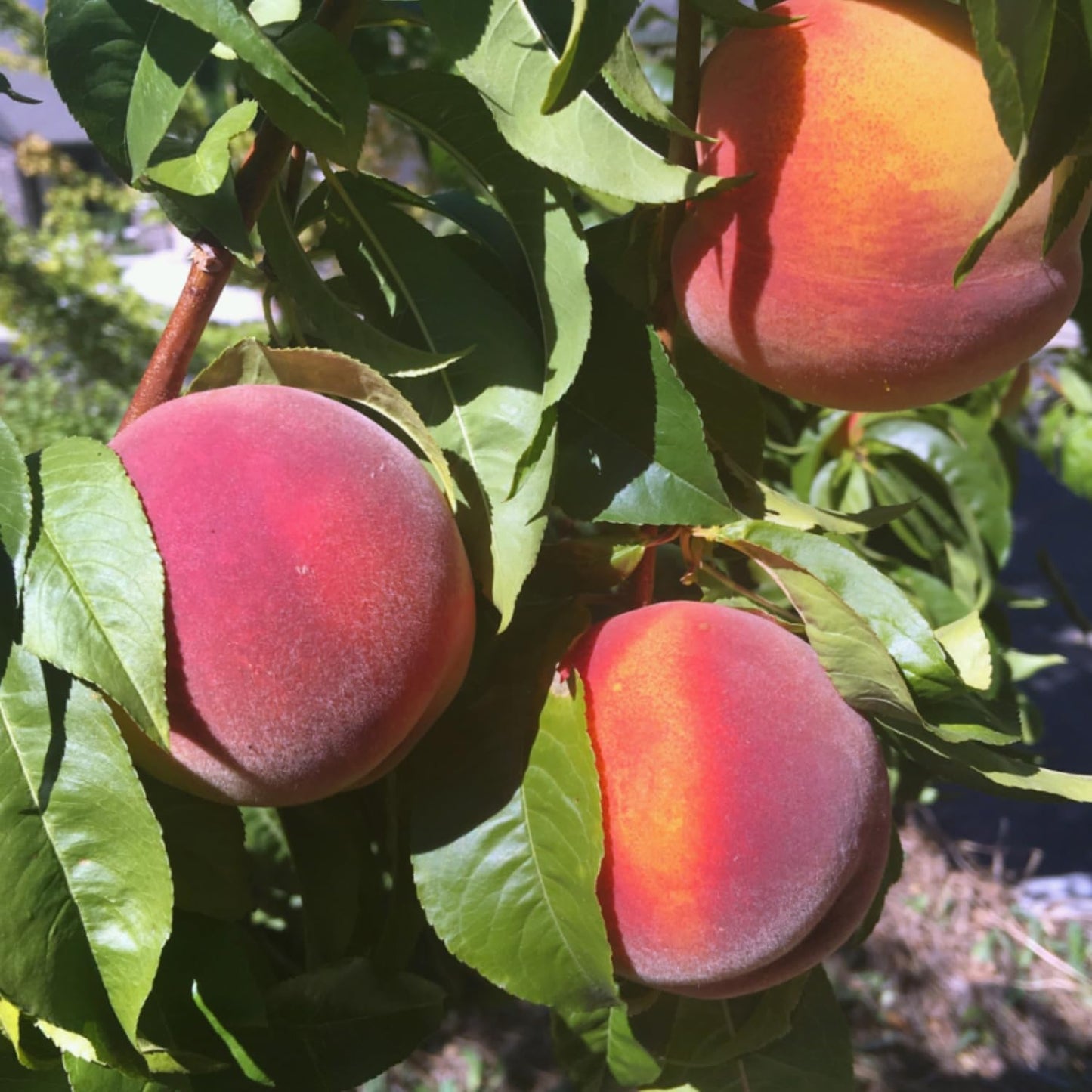 Peach Live Plant, Grafted Peach Plant 1 Feet Tall, Fruit Tree Well-Rooted for Planting (Golden Yellow)
