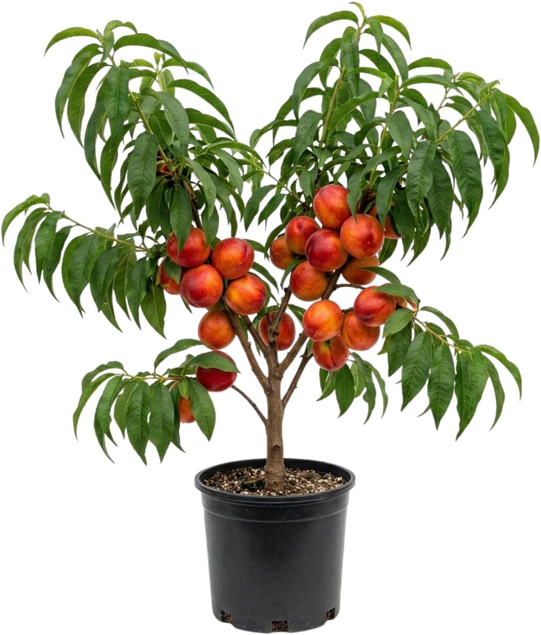 Peach Live Plant, Grafted Peach Plant 1 Feet Tall, Fruit Tree Well-Rooted for Planting (Golden Yellow)