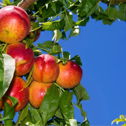 Peach Live Plant, Grafted Peach Plant 1 Feet Tall, Fruit Tree Well-Rooted for Planting (Golden Yellow)
