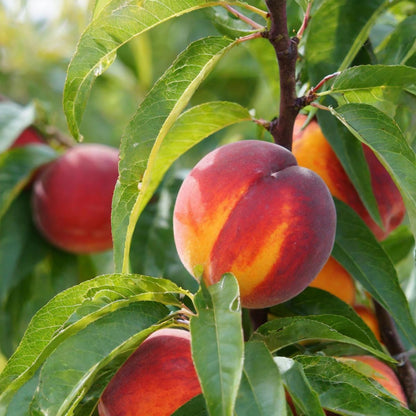 Peach Live Plant, Grafted Peach Plant 1 Feet Tall, Fruit Tree Well-Rooted for Planting (Golden Yellow)