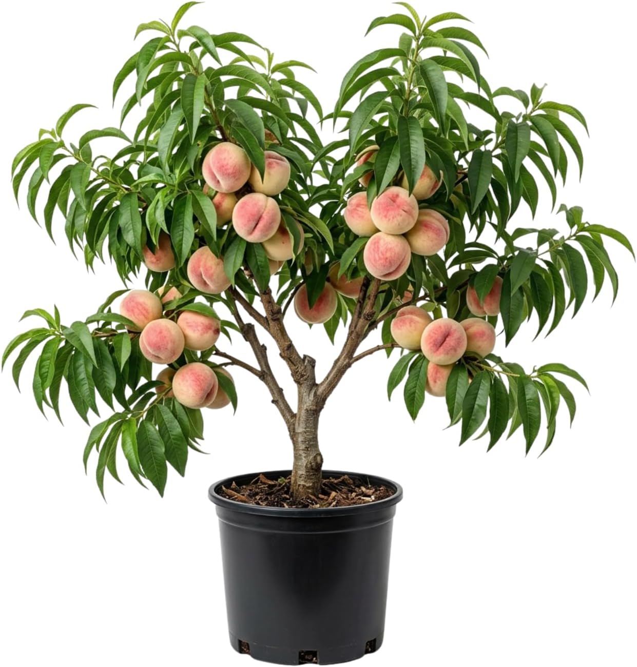 Peach Live Plant, Grafted Peach Plant 1 Feet Tall, Fruit Tree Well-Rooted for Planting (Golden Yellow)