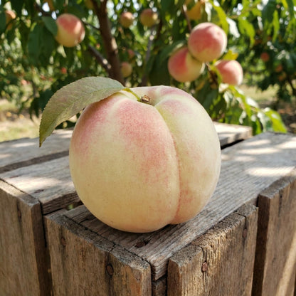Peach Live Plant, Grafted Peach Plant 1 Feet Tall, Fruit Tree Well-Rooted for Planting (Golden Yellow)