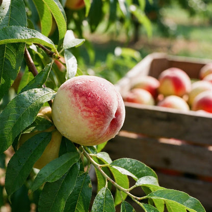 Peach Live Plant, Grafted Peach Plant 1 Feet Tall, Fruit Tree Well-Rooted for Planting (Golden Yellow)