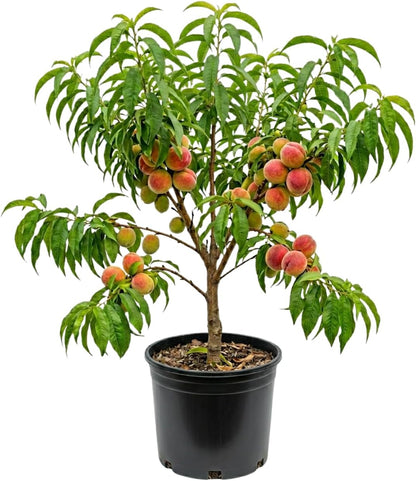Peach Live Plant, Grafted Peach Plant 1 Feet Tall, Fruit Tree Well-Rooted for Planting (Golden Yellow)