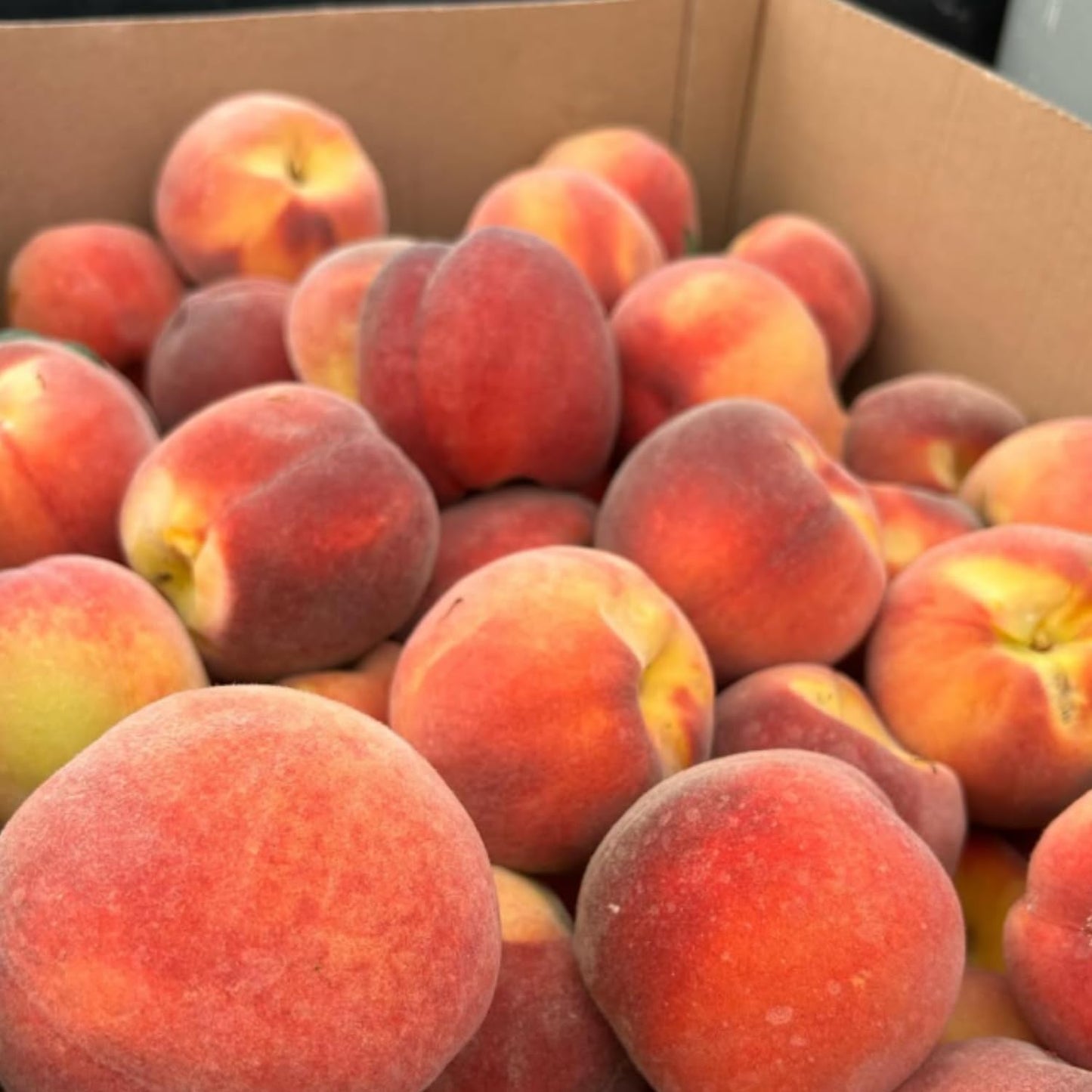 Peach Live Plant, Grafted Peach Plant 1 Feet Tall, Fruit Tree Well-Rooted for Planting (Golden Yellow)