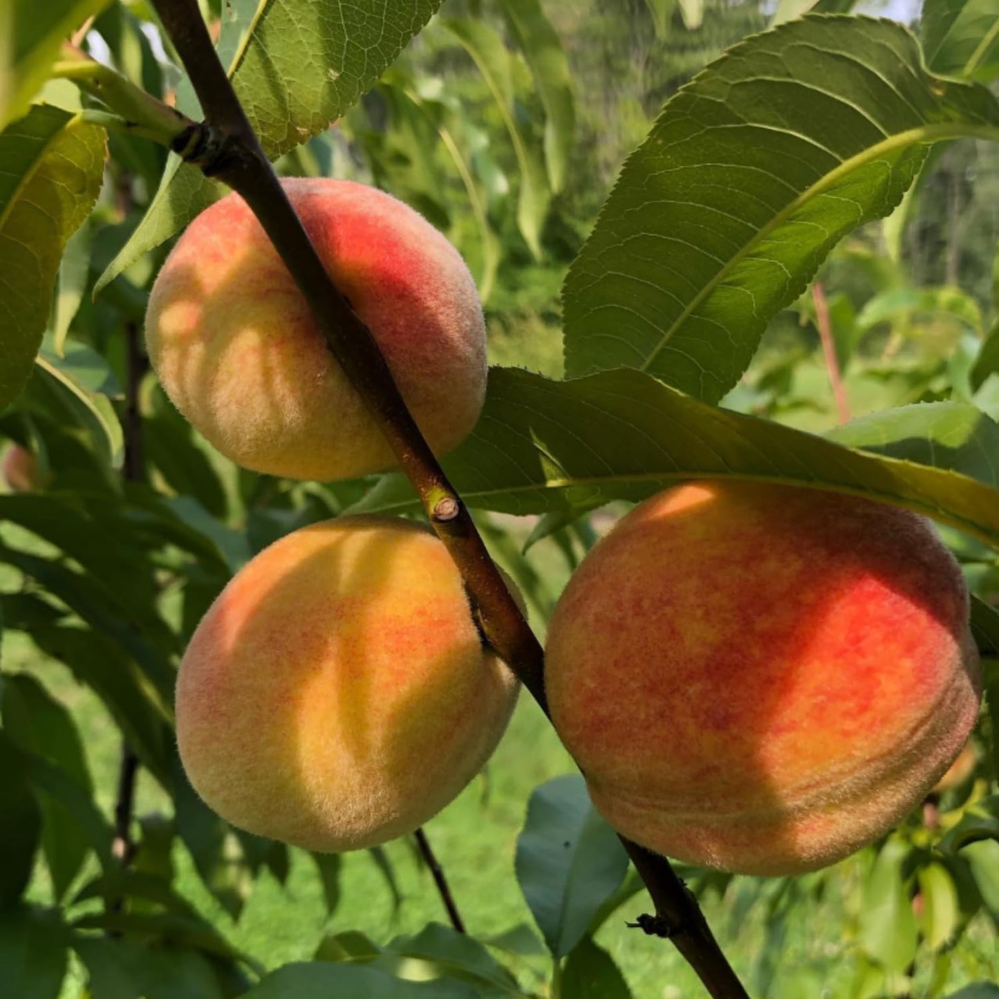 Peach Live Plant, Grafted Peach Plant 1 Feet Tall, Fruit Tree Well-Rooted for Planting (Golden Yellow)