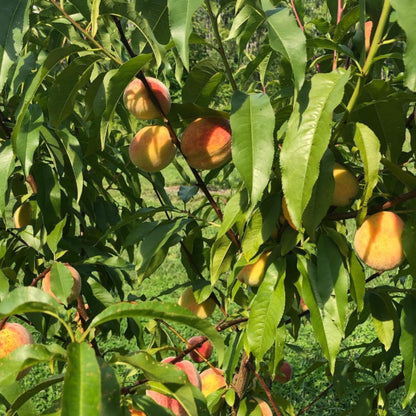 Peach Live Plant, Grafted Peach Plant 1 Feet Tall, Fruit Tree Well-Rooted for Planting (Golden Yellow)