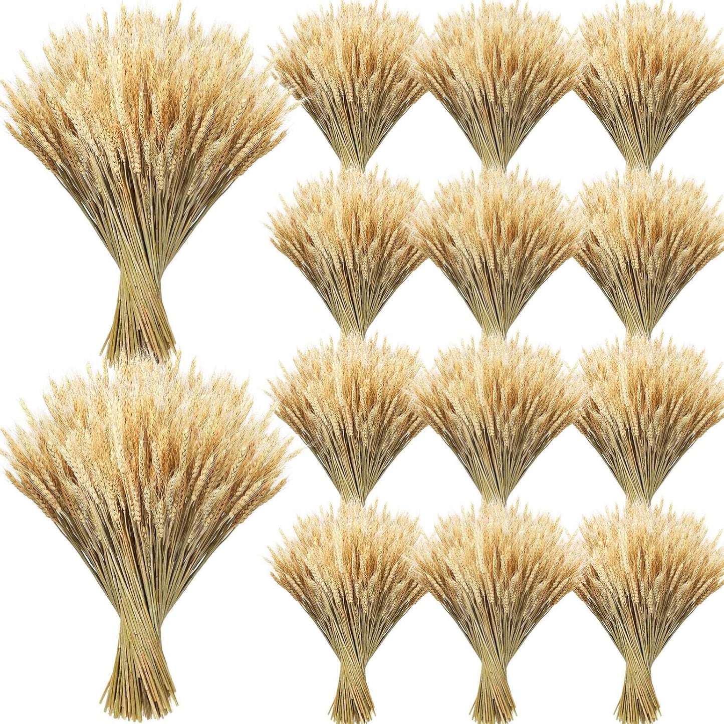 600 Stems Dried Wheat Stalks for Decor Natural Wheat Grass Sheaves Bundle Farmhouse Artificial Flowers Arrangement for DIY Wedding Table Home Centerpieces Party Decorative (16 Inch)
