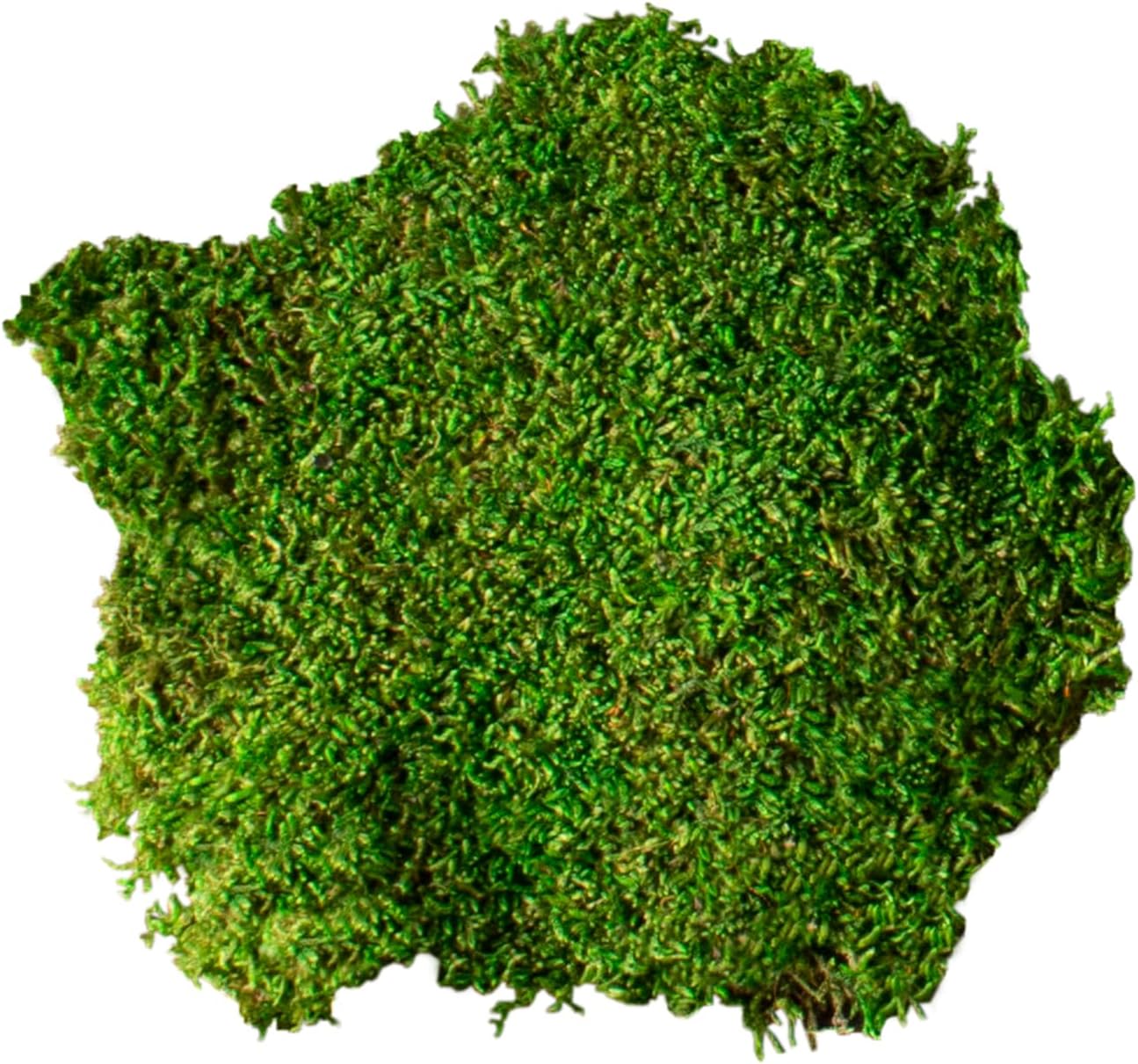 (21485) Sheet Moss – Flat Moss for Plants, Terrariums, Wedding Decor & Crafts, Safe, Non-Toxic, Long-Lasting Green Moss for Indoor Plants, Vivariums & Green Wall Art, 175 Cu. in., Preserved
