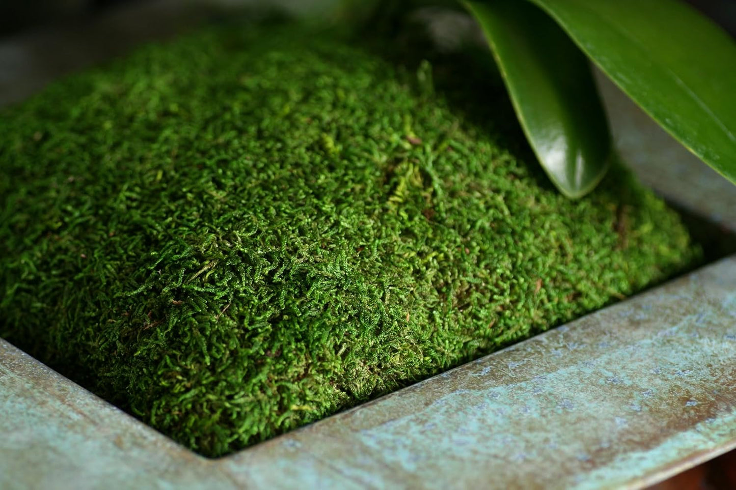(21485) Sheet Moss – Flat Moss for Plants, Terrariums, Wedding Decor & Crafts, Safe, Non-Toxic, Long-Lasting Green Moss for Indoor Plants, Vivariums & Green Wall Art, 175 Cu. in., Preserved