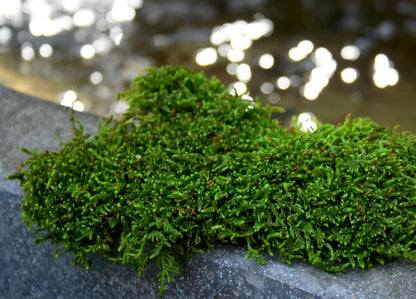 (21485) Sheet Moss – Flat Moss for Plants, Terrariums, Wedding Decor & Crafts, Safe, Non-Toxic, Long-Lasting Green Moss for Indoor Plants, Vivariums & Green Wall Art, 175 Cu. in., Preserved