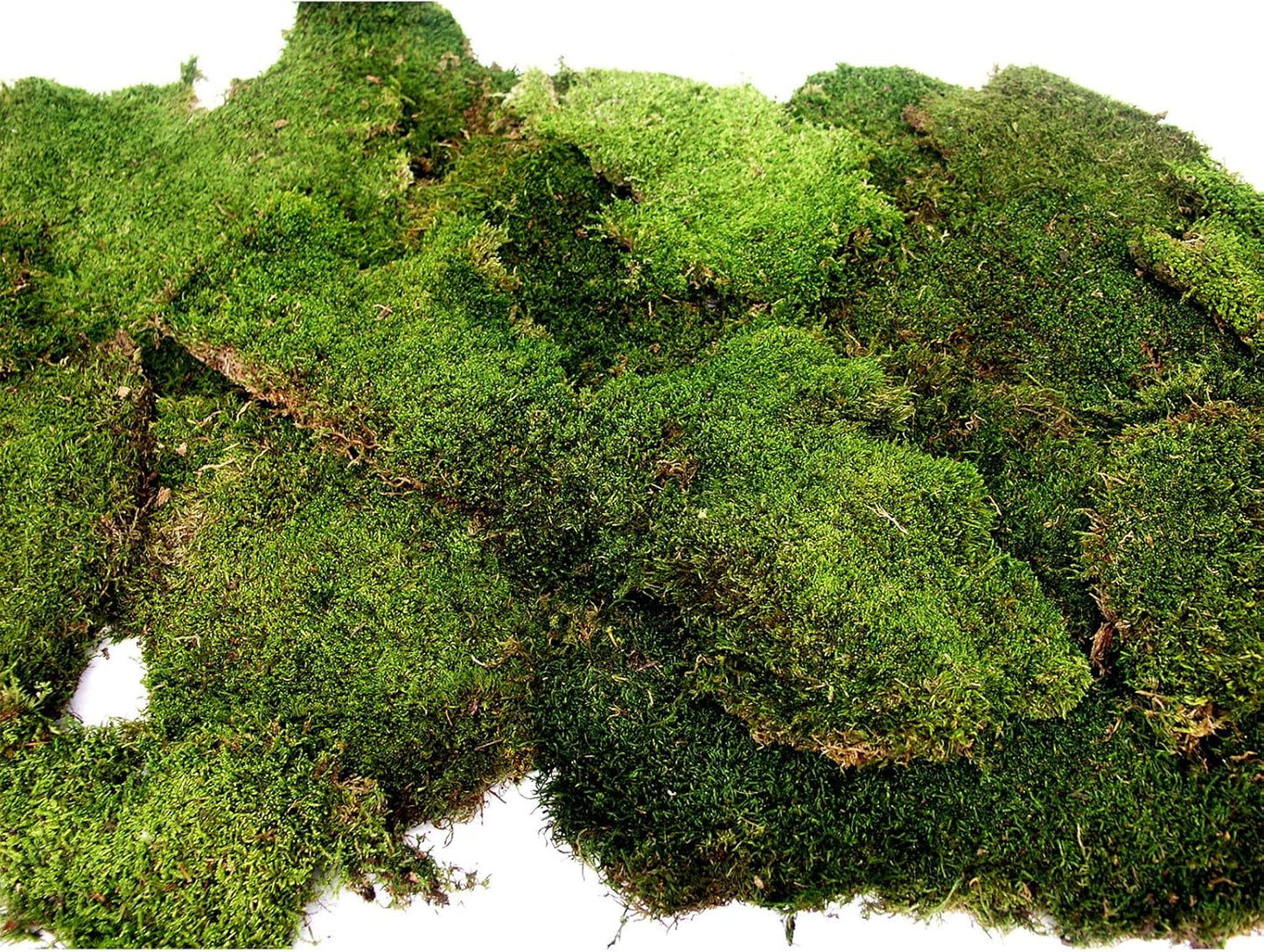 (21485) Sheet Moss – Flat Moss for Plants, Terrariums, Wedding Decor & Crafts, Safe, Non-Toxic, Long-Lasting Green Moss for Indoor Plants, Vivariums & Green Wall Art, 175 Cu. in., Preserved