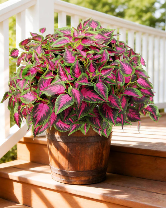 6pc UV Resistant Artificial Outdoor Plants, Faux Coleus Plants.