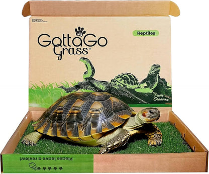 Gotta Go Grass for Reptiles - Natural Grass Bedding Mat & Resting Pad, Real Lawn Patch for Tortoises, Lizards, Snakes and Amphibians, Safe & Absorbent Reptile Substrate, 16" x 24" (Refill)