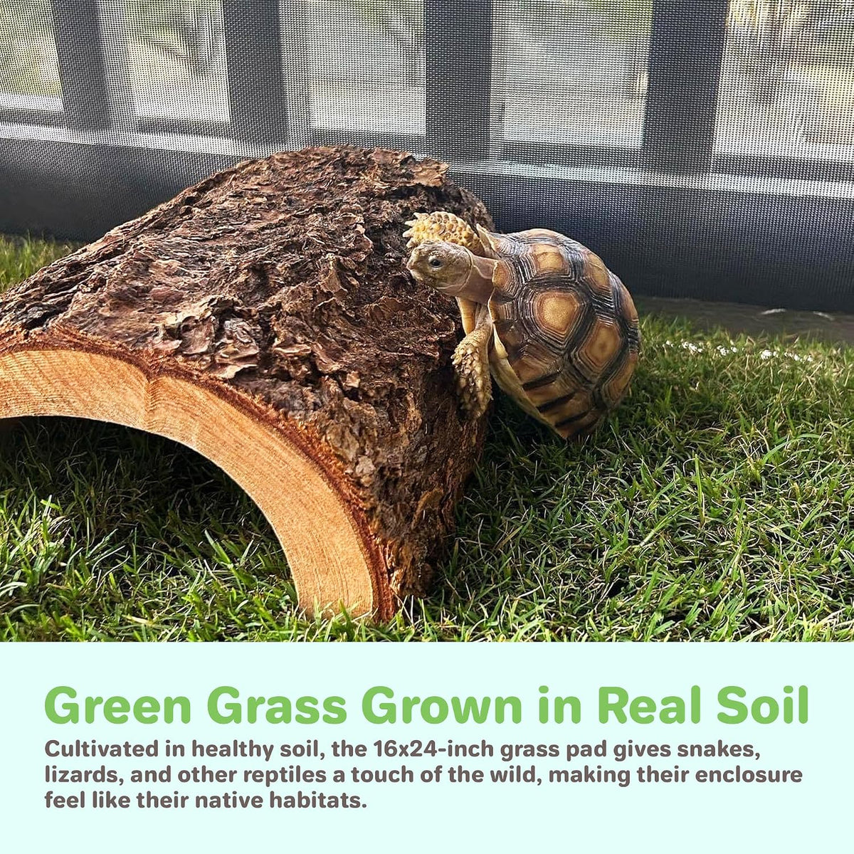 Gotta Go Grass for Reptiles - Natural Grass Bedding Mat & Resting Pad, Real Lawn Patch for Tortoises, Lizards, Snakes and Amphibians, Safe & Absorbent Reptile Substrate, 16" x 24" (Refill)