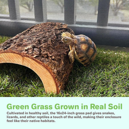 Gotta Go Grass for Reptiles - Natural Grass Bedding Mat & Resting Pad, Real Lawn Patch for Tortoises, Lizards, Snakes and Amphibians, Safe & Absorbent Reptile Substrate, 16" x 24" (Refill)