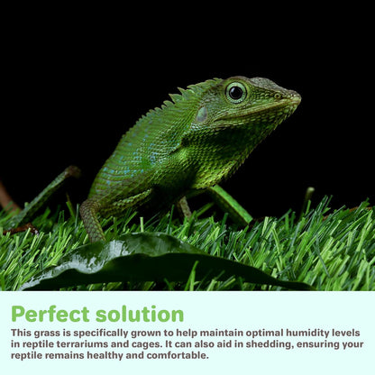 Gotta Go Grass for Reptiles - Natural Grass Bedding Mat & Resting Pad, Real Lawn Patch for Tortoises, Lizards, Snakes and Amphibians, Safe & Absorbent Reptile Substrate, 16" x 24" (Refill)
